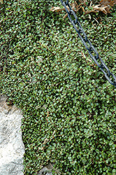 Creeping Wire Vine (Muehlenbeckia axillaris) at Ward's Nursery & Garden Center