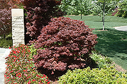 Rhode Island Red Japanese Maple (Acer palmatum 'Rhode Island Red') at Ward's Nursery & Garden Center