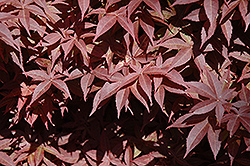 Rhode Island Red Japanese Maple (Acer palmatum 'Rhode Island Red') at Ward's Nursery & Garden Center