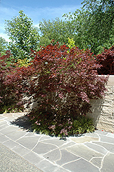 Sherwood Flame Japanese Maple (Acer palmatum 'Sherwood Flame') at Ward's Nursery & Garden Center