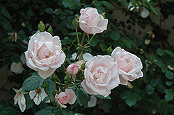 New Dawn Rose (Rosa 'New Dawn') at Ward's Nursery & Garden Center