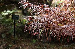 Hubb's Red Willow Japanese Maple (Acer palmatum 'Hubb's Red Willow') at Ward's Nursery & Garden Center
