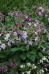 Perfume Purple Flowering Tobacco (Nicotiana 'Perfume Purple') at Ward's Nursery & Garden Center