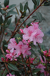 Aglo Rhododendron (Rhododendron 'Aglo') at Ward's Nursery & Garden Center