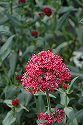 Red Valerian (Centranthus ruber var. coccineus) at Ward's Nursery & Garden Center