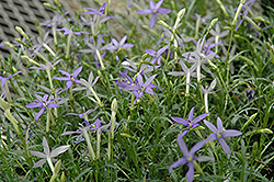 Beth's Blue Laurentia (Isotoma axillaris 'Beth's Blue') at Ward's Nursery & Garden Center
