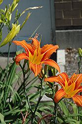 Orange Daylily (Hemerocallis fulva) at Ward's Nursery & Garden Center