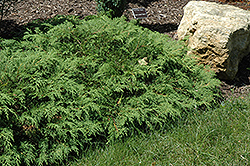 Russian Cypress (Microbiota decussata) at Ward's Nursery & Garden Center