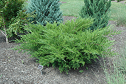 Sea Green Juniper (Juniperus chinensis 'Sea Green') at Ward's Nursery & Garden Center