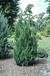 Blue Point Juniper (Juniperus chinensis 'Blue Point') at Ward's Nursery & Garden Center