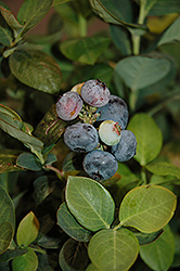 Peach Sorbet Blueberry (Vaccinium 'ZF06-043') at Ward's Nursery & Garden Center