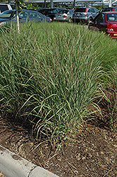 Ruby Ribbons Switch Grass (Panicum virgatum 'Ruby Ribbons') at Ward's Nursery & Garden Center