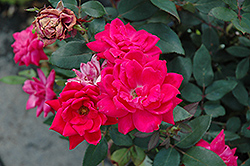 Knock Out Double Red Rose (Rosa 'Radtko') at Ward's Nursery & Garden Center
