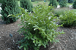 Ironclad Viburnum (Viburnum sieboldii 'KLMfour') at Ward's Nursery & Garden Center