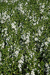 Angelface White Angelonia (Angelonia angustifolia 'Anwhitim') at Ward's Nursery & Garden Center