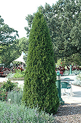 Emerald Green Arborvitae (Thuja occidentalis 'Smaragd') at Ward's Nursery & Garden Center