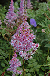 Purple Candles Astilbe (Astilbe chinensis 'Purple Candles') at Ward's Nursery & Garden Center