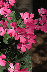 Caliente Pink Geranium (Pelargonium 'Caliente Pink') at Ward's Nursery & Garden Center