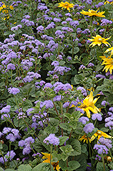 Blue Horizon Flossflower (Ageratum 'Blue Horizon') at Ward's Nursery & Garden Center