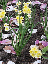 Minnow Miniature Daffodil (Narcissus 'Minnow') at Ward's Nursery & Garden Center