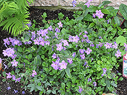 Sherwood Blue Woodland Phlox (Phlox stolonifera 'Sherwood Blue') at Ward's Nursery & Garden Center