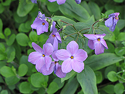 Sherwood Blue Woodland Phlox (Phlox stolonifera 'Sherwood Blue') at Ward's Nursery & Garden Center