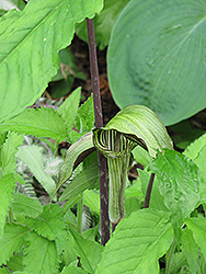 Dark Japanese Jack-In-The-Pulpit (Arisaema triphyllum 'ssp. triphyllum (dark form)') at Ward's Nursery & Garden Center