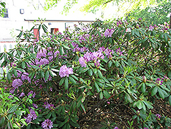 Maxecat Rhododendron (Rhododendron 'Maxecat') at Ward's Nursery & Garden Center
