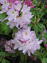 Album Elegans Catawba Rhododendron (Rhododendron catawbiense 'Album Elegans') at Ward's Nursery & Garden Center