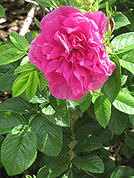 Hansa Rose (Rosa 'Hansa') at Ward's Nursery & Garden Center