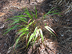 Red Wind Hakone Grass (Hakonechloa macra 'Beni-Kaze') at Ward's Nursery & Garden Center