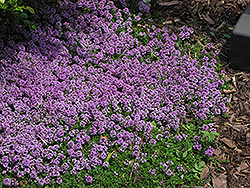 Purple Carpet Creeping Thyme (Thymus praecox 'Purple Carpet') at Ward's Nursery & Garden Center