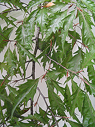 Cutleaf Beech (Fagus sylvatica 'Asplenifolia') at Ward's Nursery & Garden Center