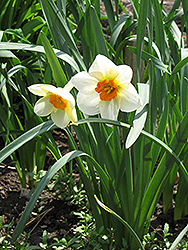 Barrett Browning Daffodil (Narcissus 'Barrett Browning') at Ward's Nursery & Garden Center