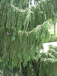 Nootka Cypress (Chamaecyparis nootkatensis) at Ward's Nursery & Garden Center