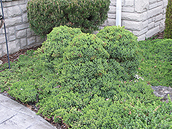 Dwarf Japgarden Juniper (Juniperus procumbens 'Nana') at Ward's Nursery & Garden Center