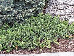 Dwarf Japanese Garden Juniper (Juniperus procumbens 'Nana') at Ward's Nursery & Garden Center