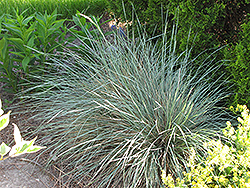 Sapphire Blue Oat Grass (Helictotrichon sempervirens 'Sapphire') at Ward's Nursery & Garden Center