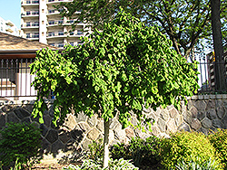 Harry Lauder's Walking Stick (tree form) (Corylus avellana 'Contorta (tree form)') at Ward's Nursery & Garden Center