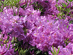 Lee's Dark Purple Rhododendron (Rhododendron catawbiense 'Lee's Dark Purple') at Ward's Nursery & Garden Center
