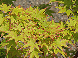 Coral Bark Japanese Maple (Acer palmatum 'Sango Kaku') at Ward's Nursery & Garden Center