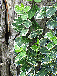 Emerald Gaiety Wintercreeper (Euonymus fortunei 'Emerald Gaiety') at Ward's Nursery & Garden Center