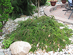 Ground Cotoneaster (Cotoneaster horizontalis) at Ward's Nursery & Garden Center