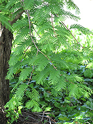 Dawn Redwood (Metasequoia glyptostroboides) at Ward's Nursery & Garden Center