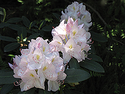 White Catawba Rhododendron (Rhododendron catawbiense 'Album') at Ward's Nursery & Garden Center