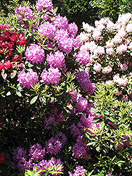 Boursault Rhododendron (Rhododendron catawbiense 'Boursault') at Ward's Nursery & Garden Center