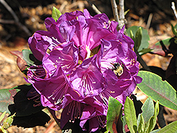 Purple Passion Rhododendron (Rhododendron 'Purple Passion') at Ward's Nursery & Garden Center