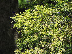 Golden Threadleaf Falsecypress (Chamaecyparis pisifera 'Filifera Aurea') at Ward's Nursery & Garden Center