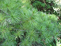 Japanese White Pine (Pinus parviflora) at Ward's Nursery & Garden Center