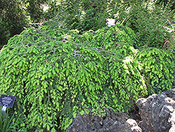 Cole's Prostrate Hemlock (Tsuga canadensis 'Cole's Prostrate') at Ward's Nursery & Garden Center